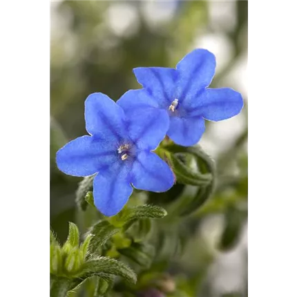 LIT-Heavenly Blue-Heavenly Blue-454905-15377-2.jpg