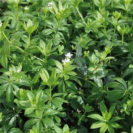 Galium odoratum