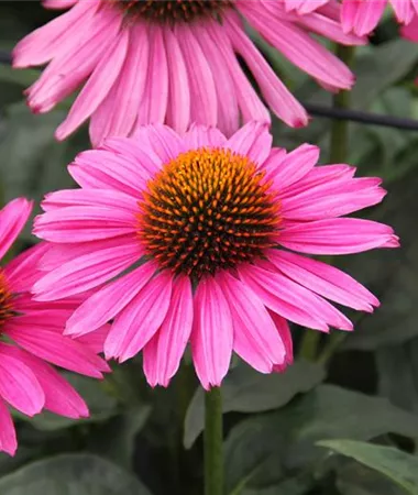 Echinacea purpurea