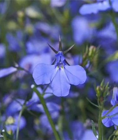 Lobelia erinus