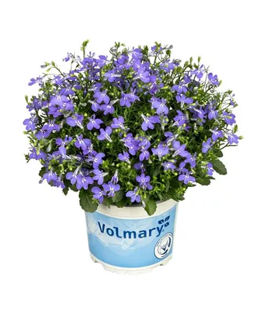Lobelia erinus