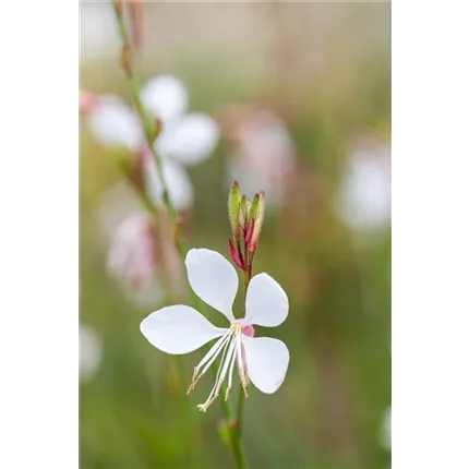 GAU-Gambit® Compact-White-444105-15372-1.jpg