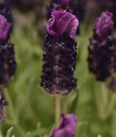 Lavandula stoechas
