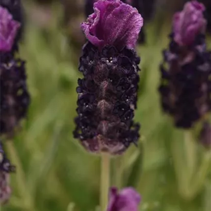 LAV_Bandera Deep Purple_Pink_453813__pas_LAV18-24038_KATALOG.jpg