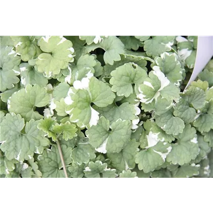 GLE_Variegata_444940 (4)_KATALOG.jpg