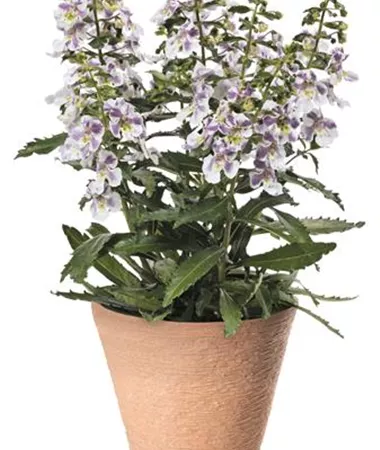 Angelonia x gardneri