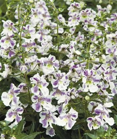Angelonia x gardneri