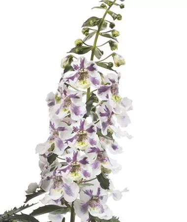 Angelonia x gardneri