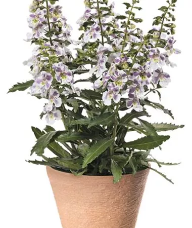 Angelonia x gardneri