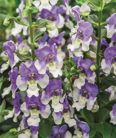 Angelonia x gardneri