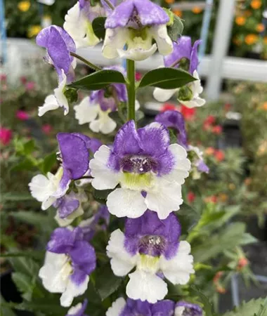 Angelonia x gardneri
