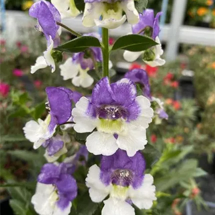 ANG_Adessa®_Blue Bicolor_128_402755_IMG_4673_KATALOGBILD.JPG