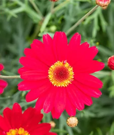 Argyranthemum frutescens