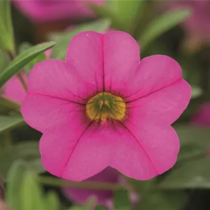 CAL Calita Pink 411245_DSC6335.jpg