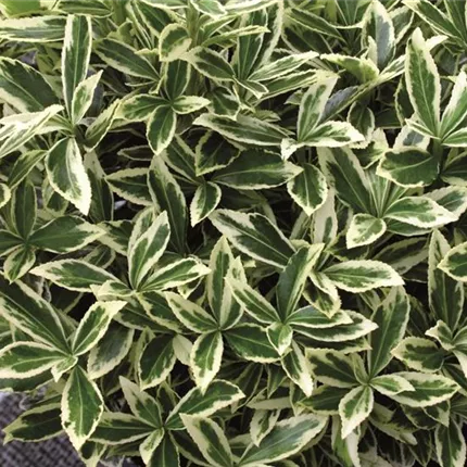 EUO_Euonymusfortunei_Alba_441950.jpg