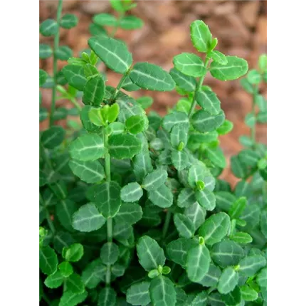 EUO_Mini_Magic-441985 (4)_KATALOG.JPG