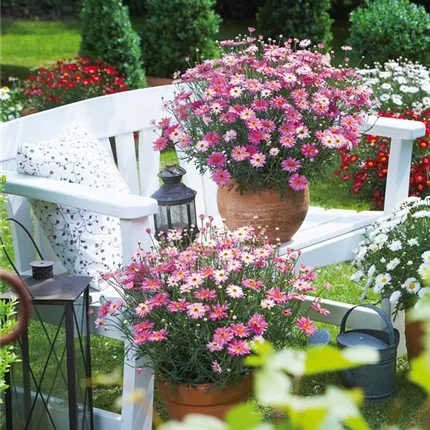 ARG_Aramis_Rose_404955 (2).jpg