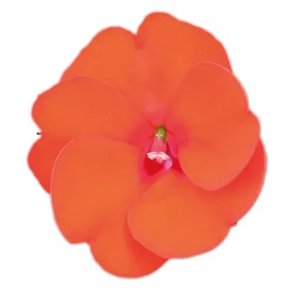 IMP_Sunpatiens-Compact-Electric-Orange_HIGH-RES_katalog_450012.jpg