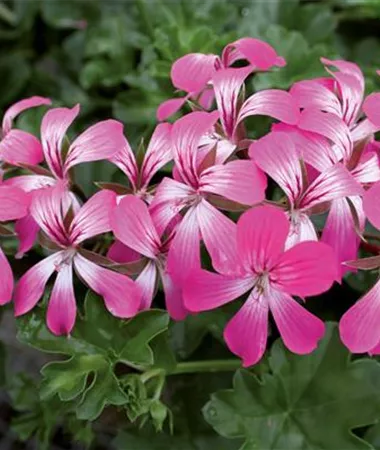 Pelargonium x peltatum