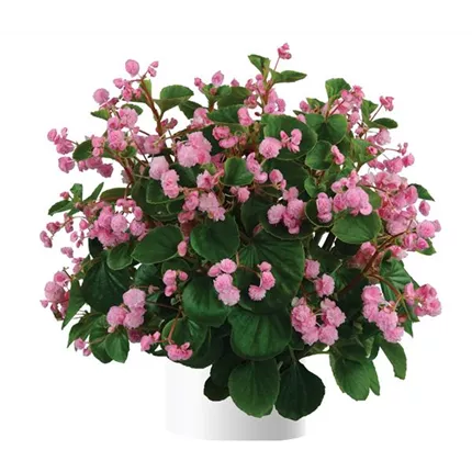 BEG_Paso Doble™ Candy Pink_407100_DDFF_KATALOG.jpg