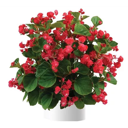 BEG_Paso Doble™ Cherry Red_407105_DDFF_KATALOG.jpg