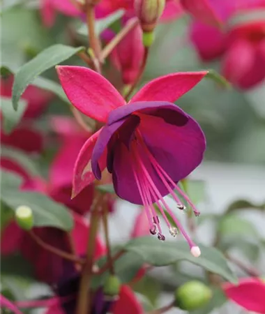 Fuchsia cultivars