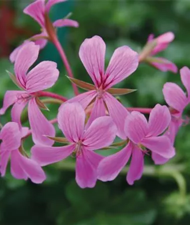 Pelargonium x peltatum