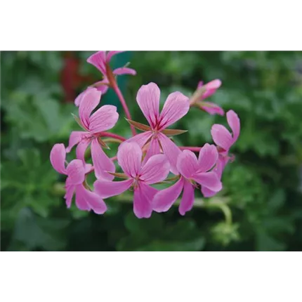 PEL_Ville_des_Paris_Lilac_461020 (2)_KATALOG.jpg