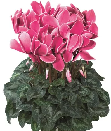 Cyclamen persicum