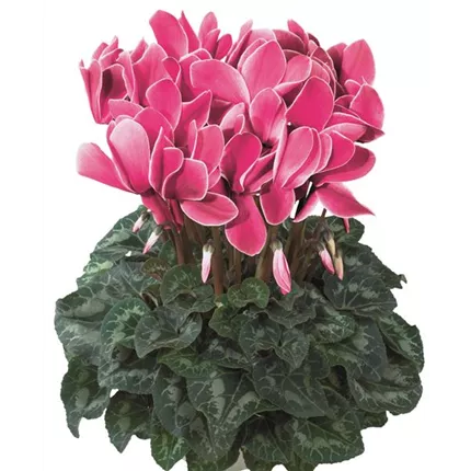 CYC-Halios® F1-Magenta Flame 423330.jpg