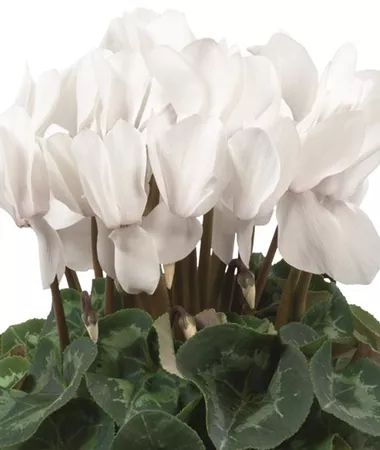 Cyclamen persicum