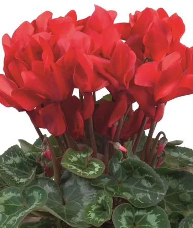 Cyclamen persicum