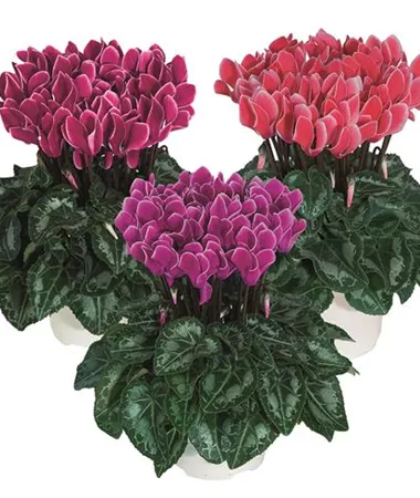 Cyclamen persicum