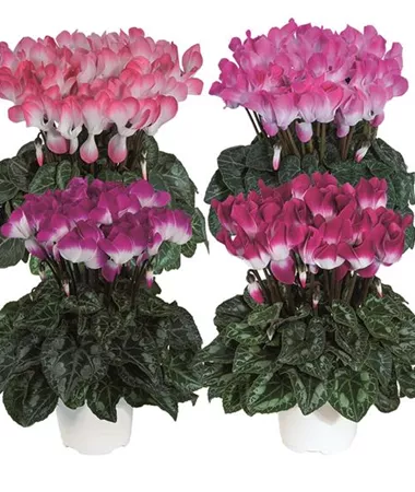 Cyclamen persicum
