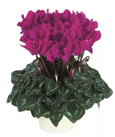 Cyclamen persicum