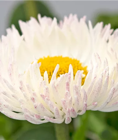 Bellis perennis