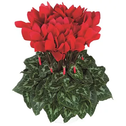 CYC-Halios® HD F1-Bright Scarlet 423305.jpg