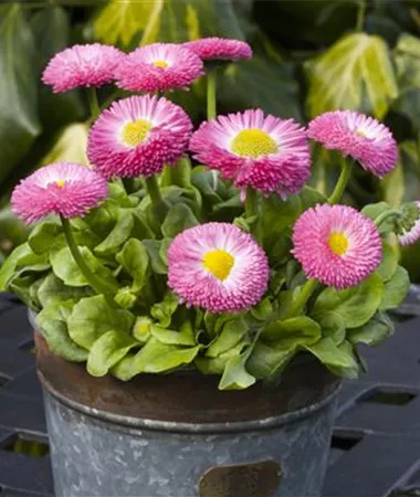 Bellis perennis