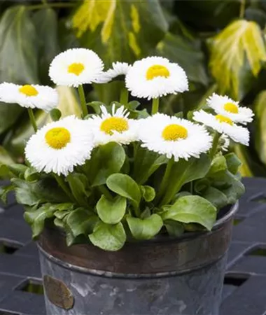 Bellis perennis