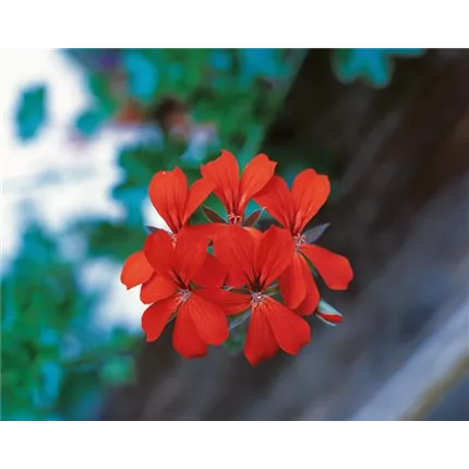 PEL Ville de Paris Rot 461025_KATALOG.jpg