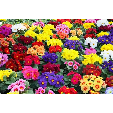 PRI-Esperanta® Mix F1-Esperanta® 472000.jpg