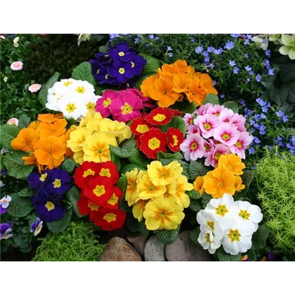 PRI-Texas F1-Mix-469900.jpg