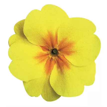 PRI-Arizona® F1-Yellow with Eye-470470.jpg