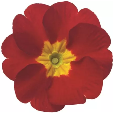 PRI-Arizona® F1-Scarlet-470445.jpg