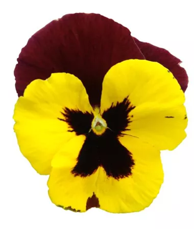 Viola x wittrockiana