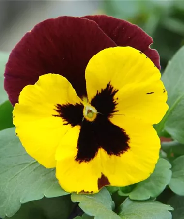 Viola x wittrockiana