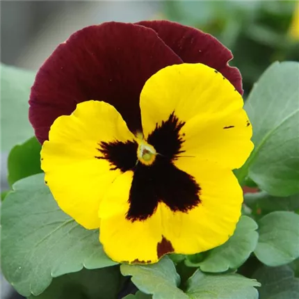 VIO_Grandessa gelb mit rotem Flügel_488525.jpg