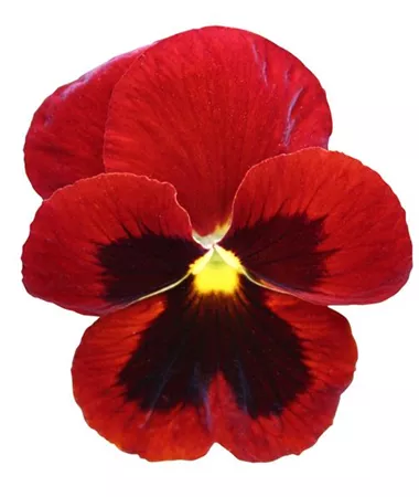 Viola x wittrockiana