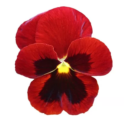 VIO-Grandessa®-Leuchtendrot mit Auge-488545.jpg