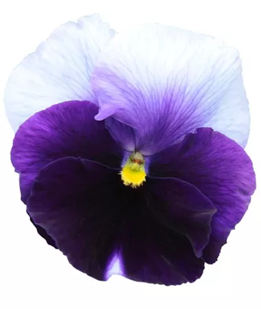 Viola x wittrockiana